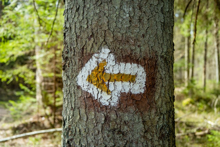 Yellow tourist sign pointing to the right drawn on spruce trunk in the Latvian woods
