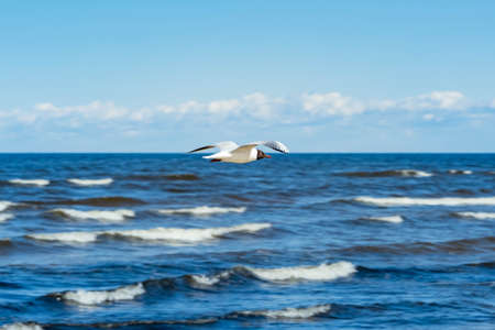 seagull bird in flight with wings spread in the sky.の写真素材