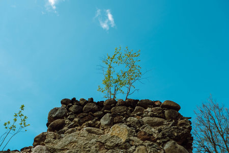 A small tree has grown on the facade of an old dilapidated house