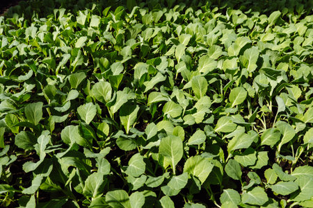 Seedlings of cabbage grown in plastic cassettes with organic soil. green leaf texture. leaf texture background. selective focusの写真素材