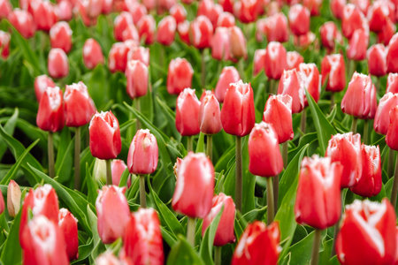 Red and white fringed tulips Canasta bloom in a garden in May 2022.
