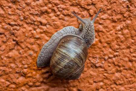 one snail crawler on an orange porous house wall.