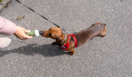 dog dachshund eats ice cream. delicious mint ice creamの写真素材