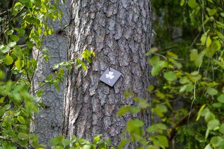 Texture of pine bark. Tree or pine in the forest. background of tree bark