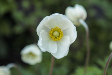 beautiful white flowers in the garden. a wonderful summer day.の写真素材