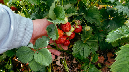 Juicy, fresh red ripe strawberries. A man picks berries in summer in July.の写真素材