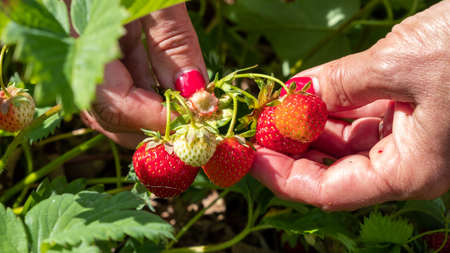 Juicy, fresh red ripe strawberries. A woman picks berries in summer in Julyの写真素材