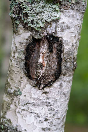 Birchtrunk. Close up of birch bark. Birch bark. Damaged old tree bark. A wound on a wooden surface from a broken branch.の写真素材