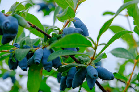 Close up of ripe and juicy honeysuckle berries and water or rain drops on green leaves. Summer or vegetarian background, wild nature concept with green shrub.Latvia.の写真素材