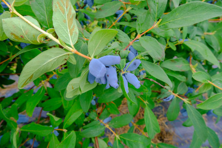 Close up of ripe and juicy honeysuckle berries and water or rain drops on green leaves. Summer or vegetarian background, wild nature concept with green shrub.Latviaの写真素材