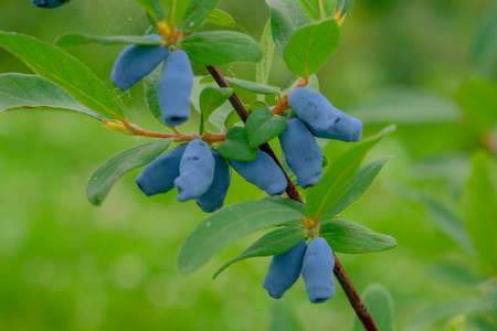 Close up of ripe and juicy honeysuckle berries and water or rain drops on green leaves. Summer or vegetarian background, wild nature concept with green shrub.Latviaの写真素材