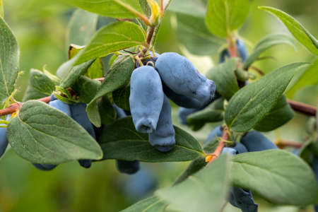 Close up of ripe and juicy honeysuckle berries and water or rain drops on green leaves. Summer or vegetarian background, wild nature concept with green shrub.Latviaの写真素材