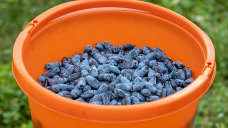 Orange bucket with honeysuckle berry. Delicious healthy summer berries.の写真素材