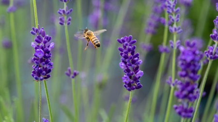Honeybee in flowering lavender field. Summer landscape with blue lavender flowers. Latvia.