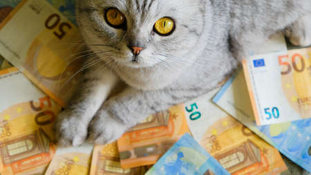 close-up of a cat with euro banknotes. The cost of keeping and maintaining pets. global economic recession.の写真素材
