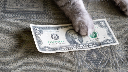 Cat's paws on the two dollar bill. Financial concept of business, corruption, home Finance.の写真素材