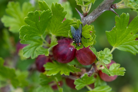 Fresh ripe red gooseberries on the bush. Healthy, vegetarian berries. A fly sits on a leaf.