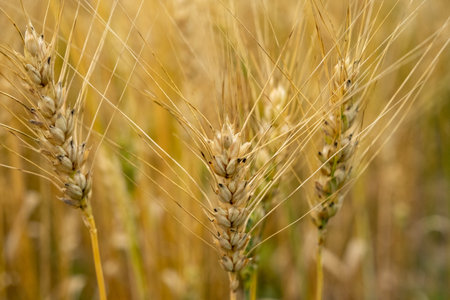 golden wheat field. Beautiful nature sunset landscape. Meadow wheat field background of ripening...