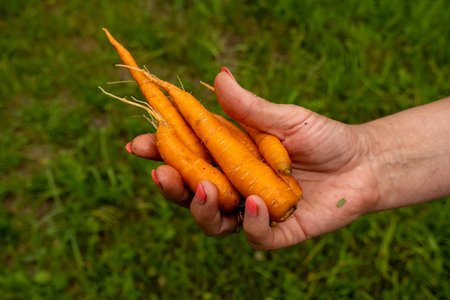 Fresh juicy freshly picked carrots in a woman's hand