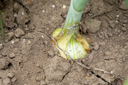 Onions grow in a bed. A closeup of an onion in July. root vegetables. selective focus.