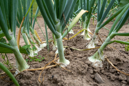 Onions grow in a bed. A closeup of an onion in July. root vegetables. selective focus.