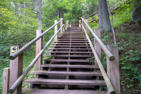 Narrow wooden path winding through forest. Picture of stairs on a hill leading to the top. nature...