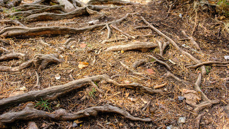 Forest hiking trail. The roots are visible because tourists have trampled the ground and erosion has washed away the sand between the roots.の写真素材