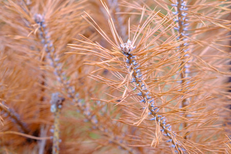 A dead pine branch with needles in the Slovakian paradise nature park. Summer August.の写真素材
