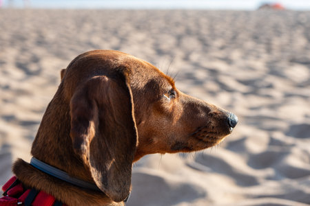 Close up dachshund is laying on the beach. Dog is laying on the white sandy beach. Dachshund on the...
