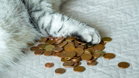 A gray cat's paw on a pile of coins. selective focus. economic crisis world.