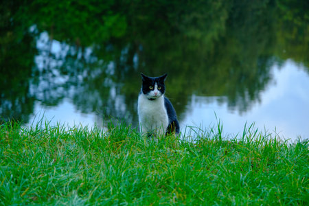 the cat is sitting on the shore of the lake.の写真素材