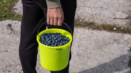 Lots of big juicy ripe cultivated blueberries. bilberries. The woman read a full green bucket.の写真素材