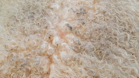 White sheep wool coat. Abstract soft background. Sheep wool. natural productの写真素材