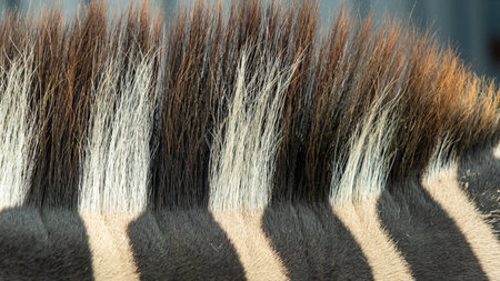 Close up of Zebras back, black and white photography. Black and white photo of animal, close-up shot.の写真素材