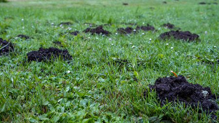 many fresh mole digs in a green meadow.