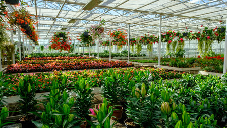 Flowers in a modern greenhouse. Greenhouses for growing flowers. Floriculture industry.の写真素材