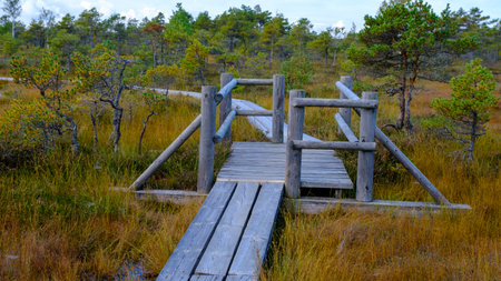 Kemeru National Nature Park. A wooden path through marsh wetlands with small pines, bog plants and ponds. Hiking route for outdoor activities and a healthy lifestyle.の写真素材