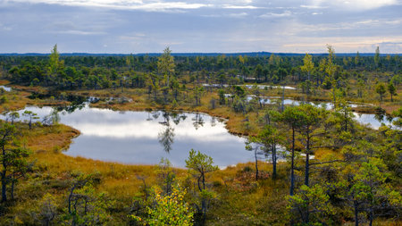 bog landscape, bog vegetation painted in autumn, small swamp lakes, islands overgrown with small bog...