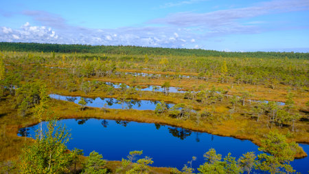 bog landscape, bog vegetation painted in autumn, small swamp lakes, islands overgrown with small bog...