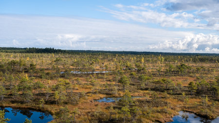 bog landscape, bog vegetation painted in autumn, small swamp lakes, islands overgrown with small bog pines, grass, moss cover the ground, Kemeri National Park, Latviaの写真素材