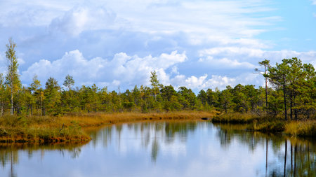 bog landscape, bog vegetation painted in autumn, small swamp lakes, islands overgrown with small bog...