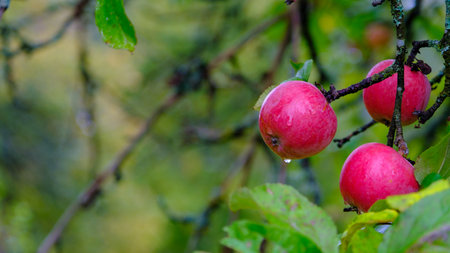 three apples in a orchard organic fruits with water drops dew natural nutrition foodの写真素材