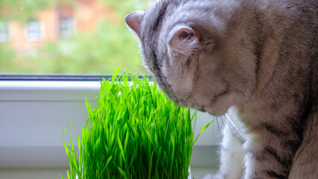 The kitten eats green young grass. close up. selective focus.の写真素材