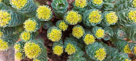 yellow flowers and little cactus in the garden.