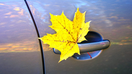 Falling maple leaves are stuck in the door handle of the car