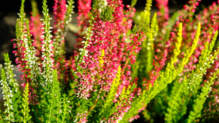 Closeup of colorful blossoming of heather Calluna vulgaris cultivated in hothouse. Latvian autumnの写真素材