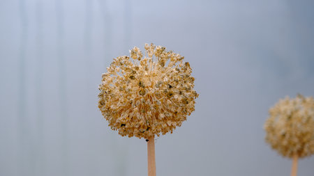 Dried faded Allium giganteum flower macro on light background. Close-up of flower, small details.の写真素材