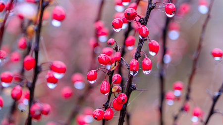 Red berries and raindrops with reflection on a blurred backgroundの写真素材
