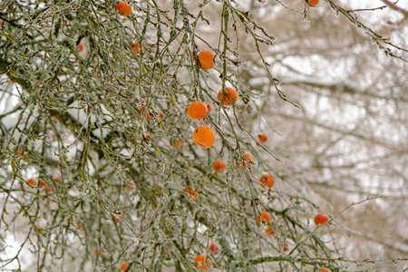 An apple tree photographed at the end of December in Latvia. The red apples had not fallen from the...