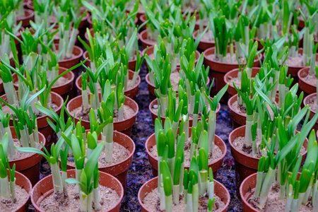 Narcissus seedlings in the greenhouse. Flowers for planting. waiting for spring. organic plant breedingの写真素材
